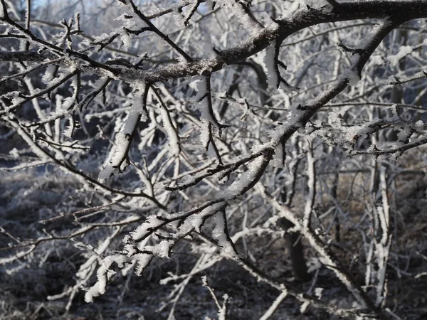 霜や雪に覆われた木々で覆われた美しい雪の冬の森が閉じます 雪に覆われた枝を持つ自然冬の背景 木々の上の白い霜 白いドリフト道路 冬の森の歩道 — ストック写真