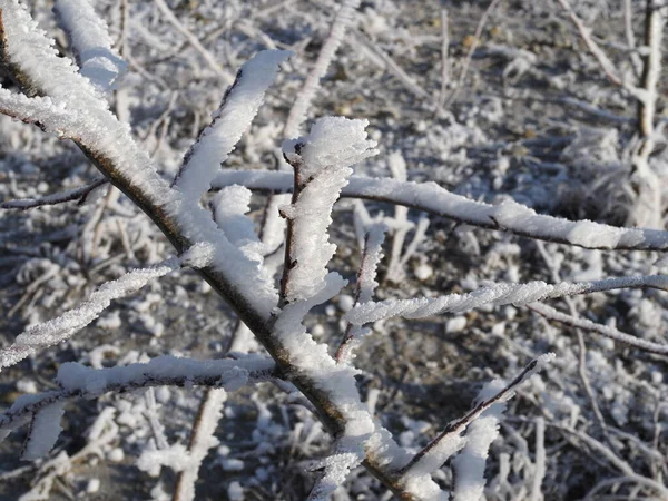 霜や雪に覆われた木々で覆われた美しい雪の冬の森が閉じます 雪に覆われた枝を持つ自然冬の背景 木々の上の白い霜 白いドリフト道路 冬の森の歩道 — ストック写真
