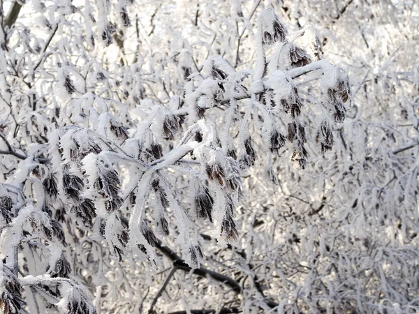 雪に覆われた列のカエデの種 クローズアップ 冬の森 — ストック写真