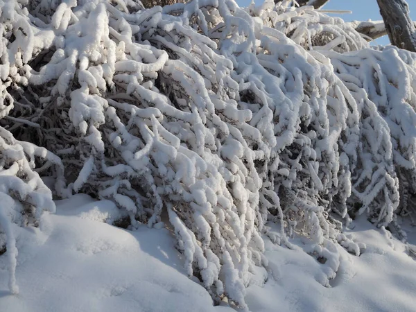 Téli Erdő Fákkal Borított Fagyasztott Csupasz Faágak — Stock Fotó