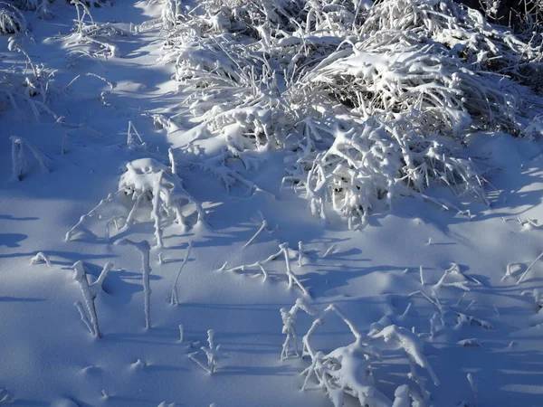 Hófödte Bokor Mély Téli Parkban Téli Háttér Tél Közelről Természet — Stock Fotó