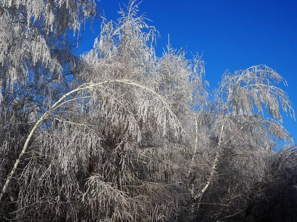 Zimní Les Stromy Pokrytými Sněhem Zmrazené Holé Větve Stromů — Stock fotografie