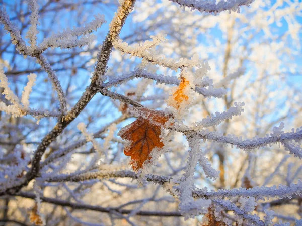 Autumn Leaves Oak Hoarfrost Autumn Frosts Autumn Frozen Leaves Background — Stock Photo, Image