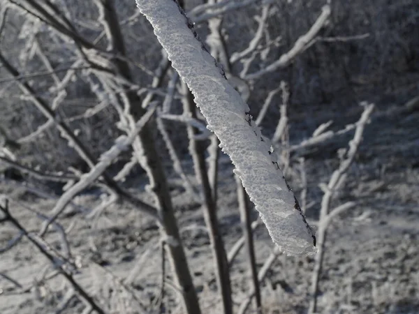阳光灿烂的日子里 在蓝天的映衬下 灌木枝条被厚厚的一层新雪覆盖着 设计的自然背景 — 图库照片