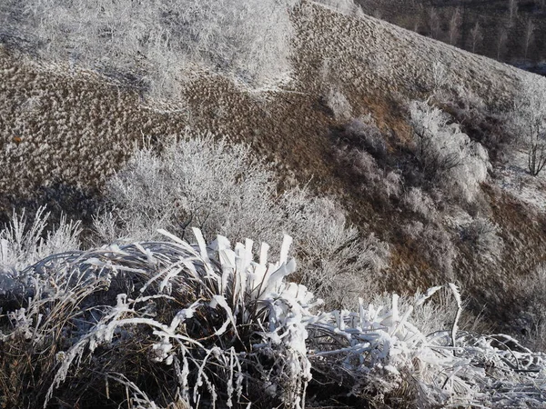 Sementes Bordo Cobertas Neve Fileiras Close Floresta Inverno — Fotografia de Stock