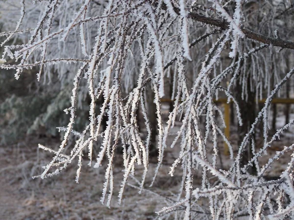 Floresta Inverno Com Árvores Coberto Neve Ramos Árvores Desnudados Congelados — Fotografia de Stock