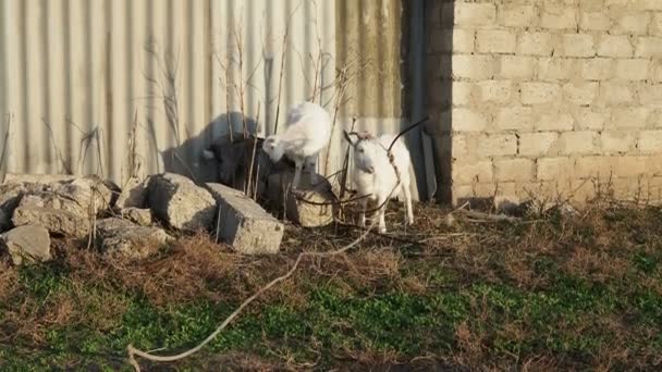 Capra con bambini alla recinzione nel villaggio. — Video Stock