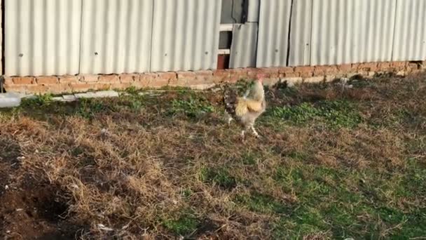 Tupp och en vit höna springer runt på gården. — Stockvideo