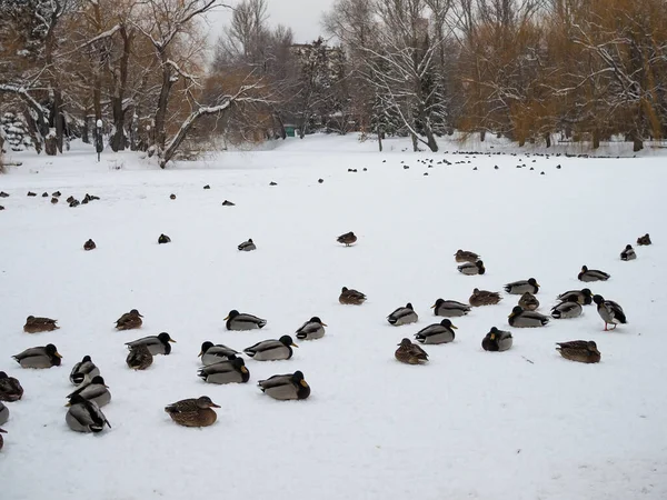 Patos Salvajes Orilla Del Estanque Congelado Nieve — Foto de Stock