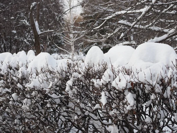 Śnieg Zaśnieżone Krzaki Krzewy Pokryte Śniegiem — Zdjęcie stockowe