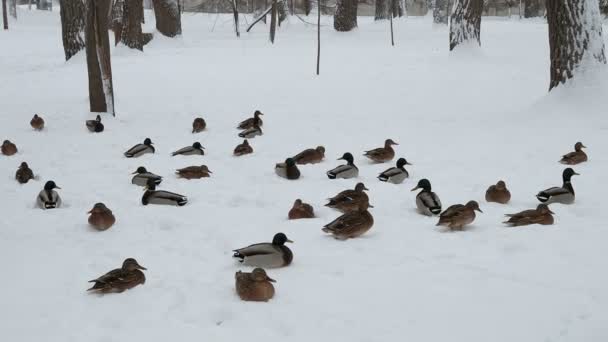 Wild Ducks Shore Frozen Pond Snow — Wideo stockowe