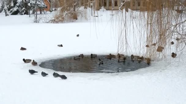 Wild Ducks Shore Frozen Pond Snow — Vídeo de Stock
