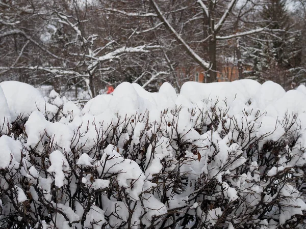 Śnieg Zaśnieżone Krzaki Bliska Widok Krajobraz Wiejski Szary Spokojny Zimowy — Zdjęcie stockowe