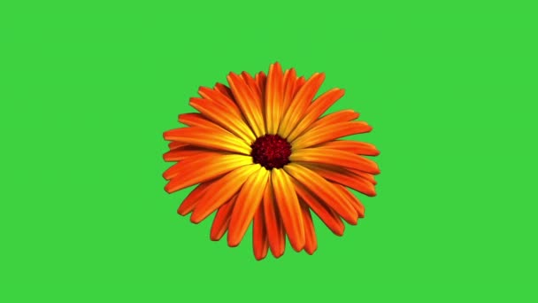 Flor Caléndula Flor Naranja Sobre Fondo Verde Animación — Vídeo de stock