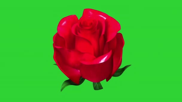 Timelapse,Close up of opening pink rose, blooming pink roses, beautiful animation, FULL HD,chromakey. — Vídeo de Stock