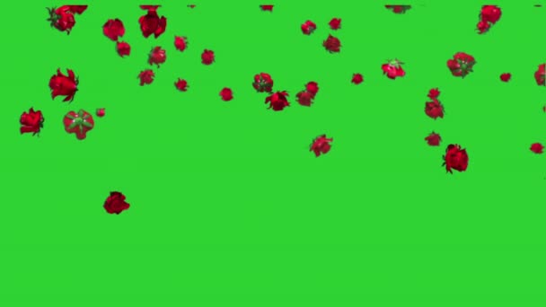 Реалістичні пелюстки троянд падають на зелений екран — стокове відео