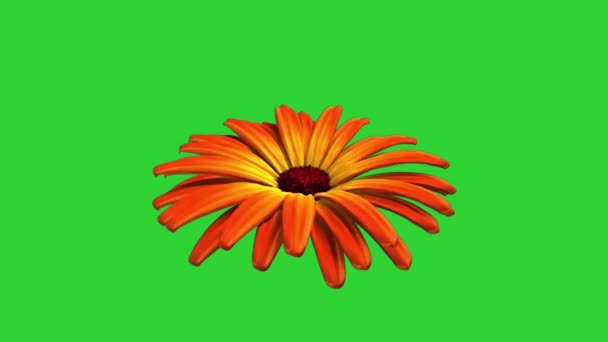 Flor Caléndula Flor Naranja Sobre Fondo Verde Animación — Vídeo de stock
