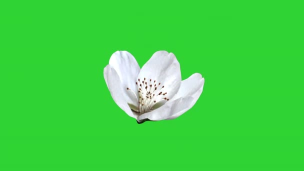 Blooming White Cherry Blossom Green Background — 图库视频影像