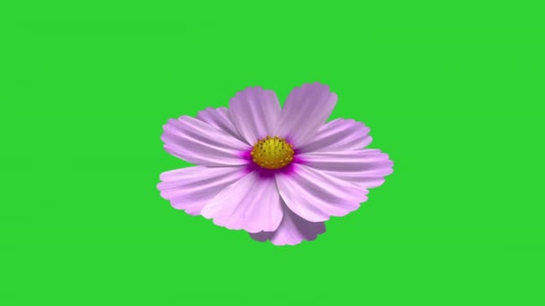 Eine Rosa Blume Mit Blütenblättern Schwebt Auf Dem Grünen Bildschirm — Stockvideo