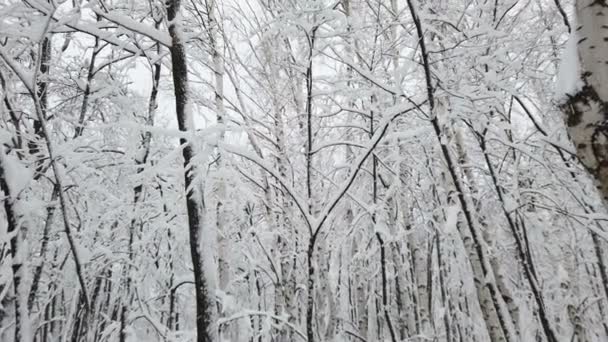 Sanfter Schneefall Winterlich Verschneiten Wald Schöne Winterlandschaft Fichtenzweig Schnee — Stockvideo