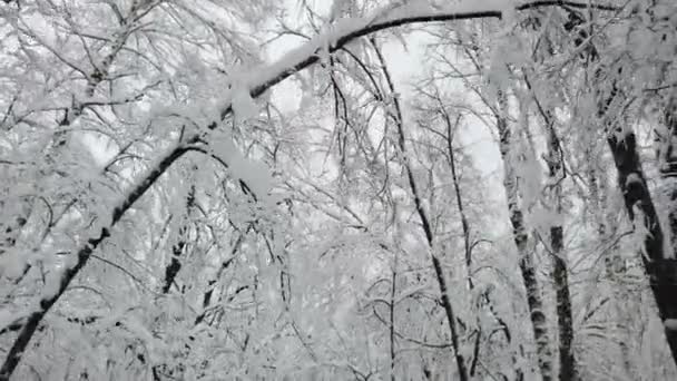 冬雪密林中的柔雪 美丽的冬季风景 雪地上的云杉枝条 — 图库视频影像