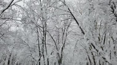 Kışın karlı ormanda hafif kar yağışı. Güzel kış manzarası, kardaki ladin dalı.