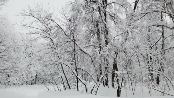 Sanfter Schneefall Winterlich Verschneiten Wald Schöne Winterlandschaft Fichtenzweig Schnee — Stockvideo