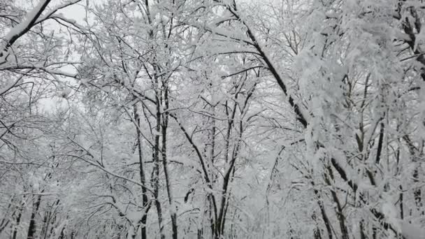 冬雪密林中的柔雪 美丽的冬季风景 雪地上的云杉枝条 — 图库视频影像