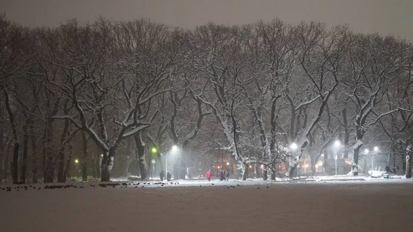 City Streets Parks Winter Nights Frost Fog Covered All Trees — Stock Photo, Image