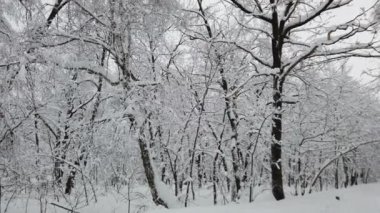 Kışın karlı ormanda hafif kar yağışı. Güzel kış manzarası, kardaki ladin dalı..