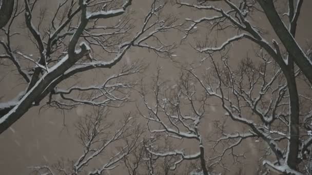 Gleiten Unter Bäumen Bei Schneefall Spät Abend — Stockvideo