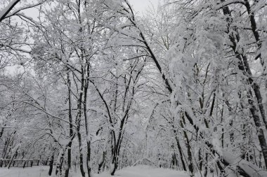 Kışın karlı ormanda hafif kar yağışı. Güzel kış manzarası, kardaki ladin dalı.