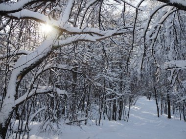 Güneş ışığı tarafından sabah parlayan görkemli kış manzarası