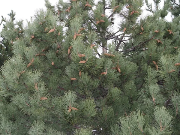 Pinus Nigra Austrian Pine Black Pine Three Cones One Branch — Stock Photo, Image