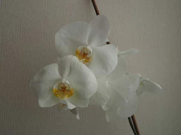 Orquídea Branca Fundo Cinza — Fotografia de Stock