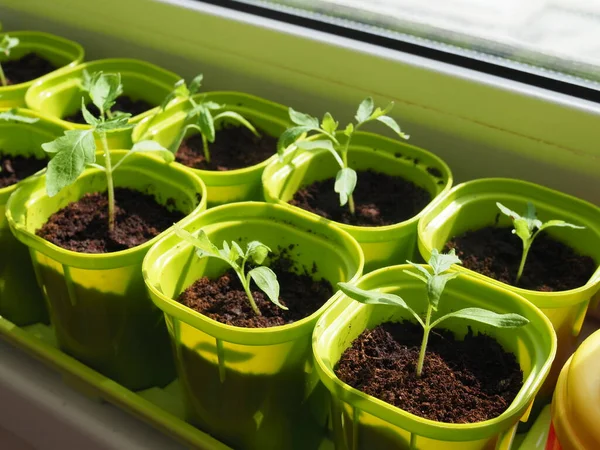 Sehr Kleine Sprossen Aus Tomatensamen Die Einem Topf Auf Der Stockfoto