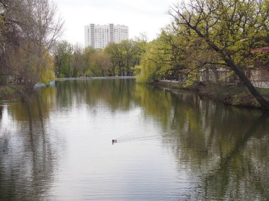 Bahar parkındaki bir gölde ördek yüzüyor.