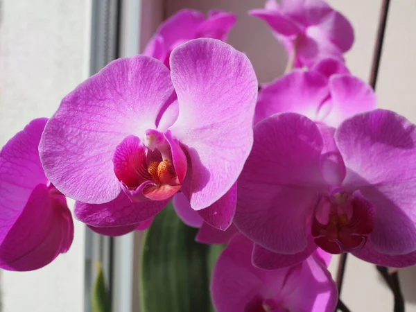 Flor rosa elegante do Orchid, manchado levemente — Fotografia de Stock