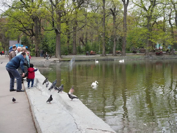 Россия, Саратов - май 2021 года: Белые лебеди в парке у пруда весной — стоковое фото
