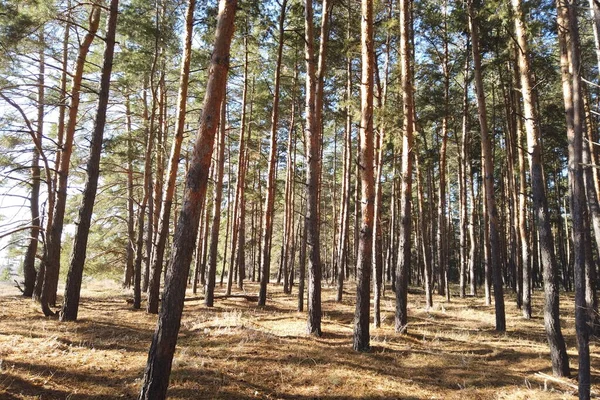 Zielony Las Sosnowy Pole Jagód Słoneczny Dzień — Zdjęcie stockowe