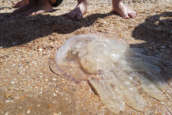 Una Gran Medusa Muerta Yace Orilla Una Playa — Foto de Stock