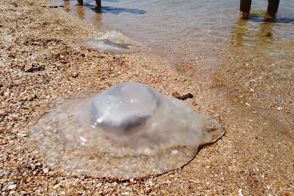 Velká Mrtvá Medúza Leží Břehu Pláže — Stock fotografie