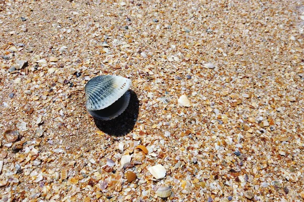 Hermosa Concha Tendida Sola Una Playa Desierta Limpia — Foto de Stock