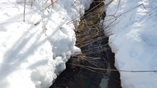 Spring Stream Flows Backdrop Snow Covered Natural Landscape Thaw Concept — Stock Video