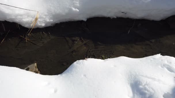 一条泉水在白雪覆盖的自然景观的背景下流淌 早春解冻概念 — 图库视频影像