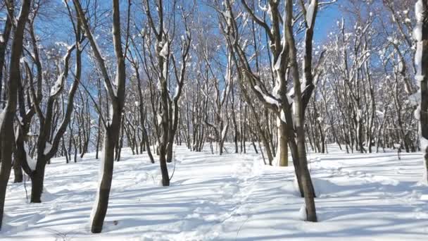 冬の落葉樹雪 冬には乾燥した木々と風景野生の森は雪がたくさん降っています 日当たりの良い風景自然太陽の木 — ストック動画