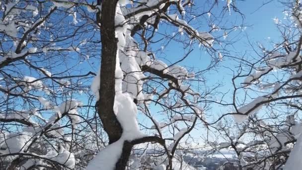 Vinterlövträd Snö Vinter Ett Landskap Vild Skog Med Torra Träd — Stockvideo