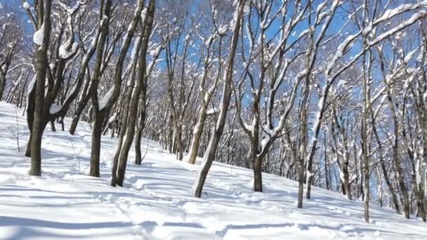 Winterloofbomen Sneeuw Winter Een Landschap Wild Bos Met Droge Bomen — Stockvideo