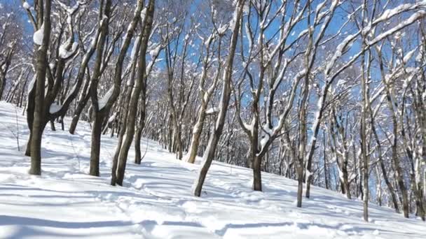 Vinterlövträd Snö Vinter Ett Landskap Vild Skog Med Torra Träd — Stockvideo