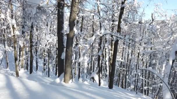 Hiver Arbres Feuilles Caduques Neige Hiver Une Forêt Sauvage Paysage — Video